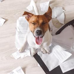 problem dog behaviour